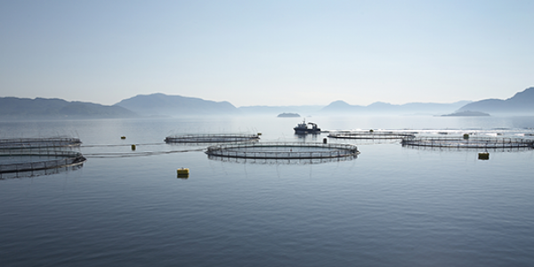Offshore Aquaculture