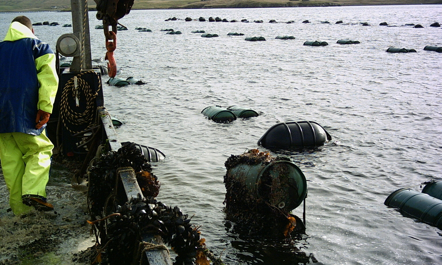 Mussel Farming | cotesi marine